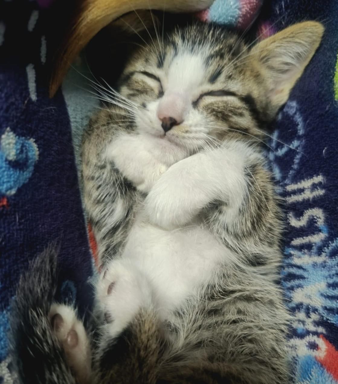 mi bb