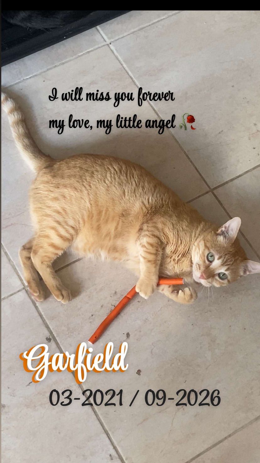 Goodbye Garfield best orange cat in the world 🥀