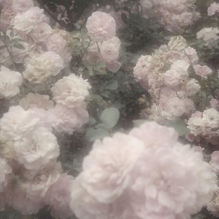 ☆*:.｡.꒰ঌ ໒꒱.｡.:*☆