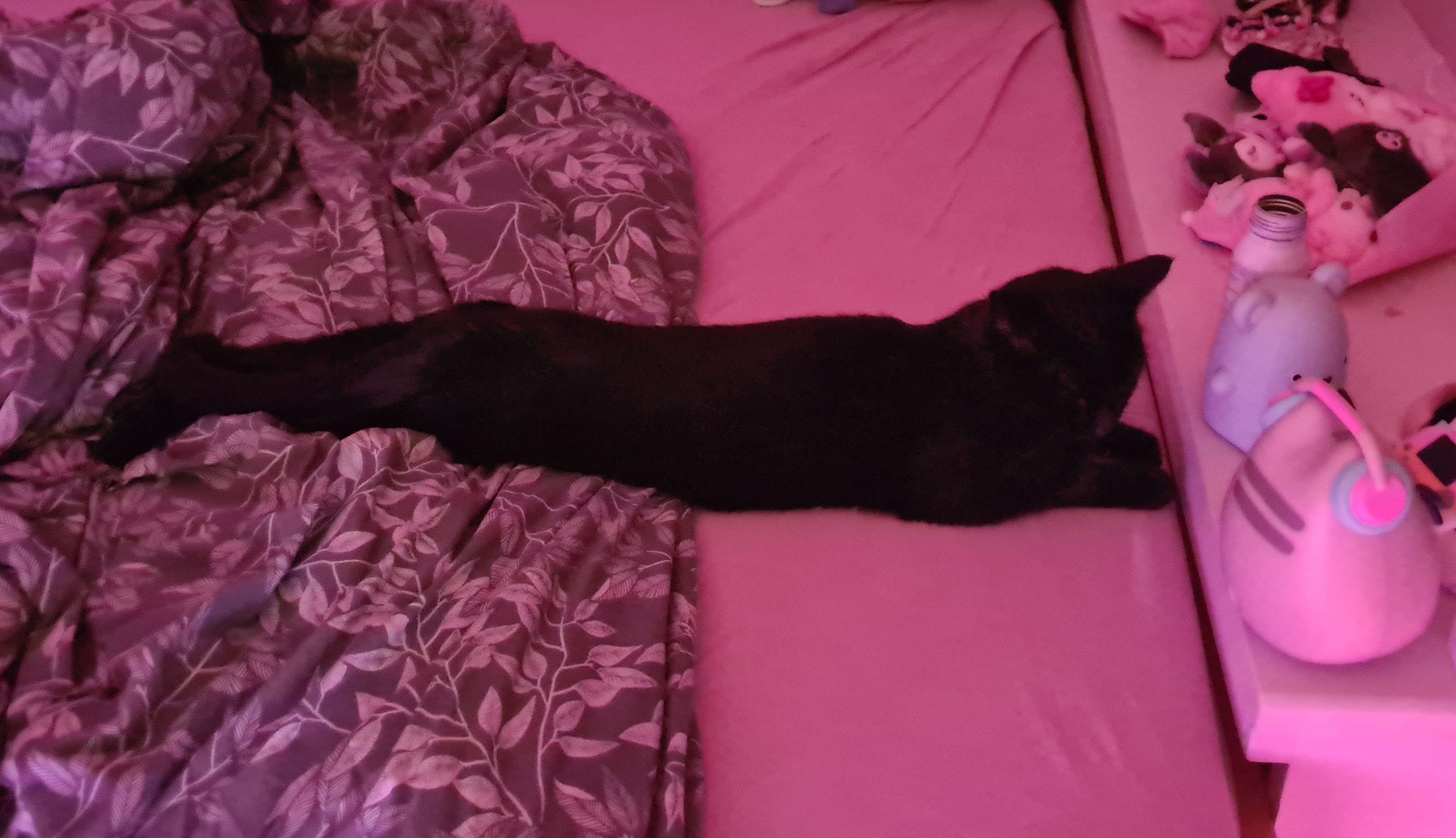super long kitty >_<