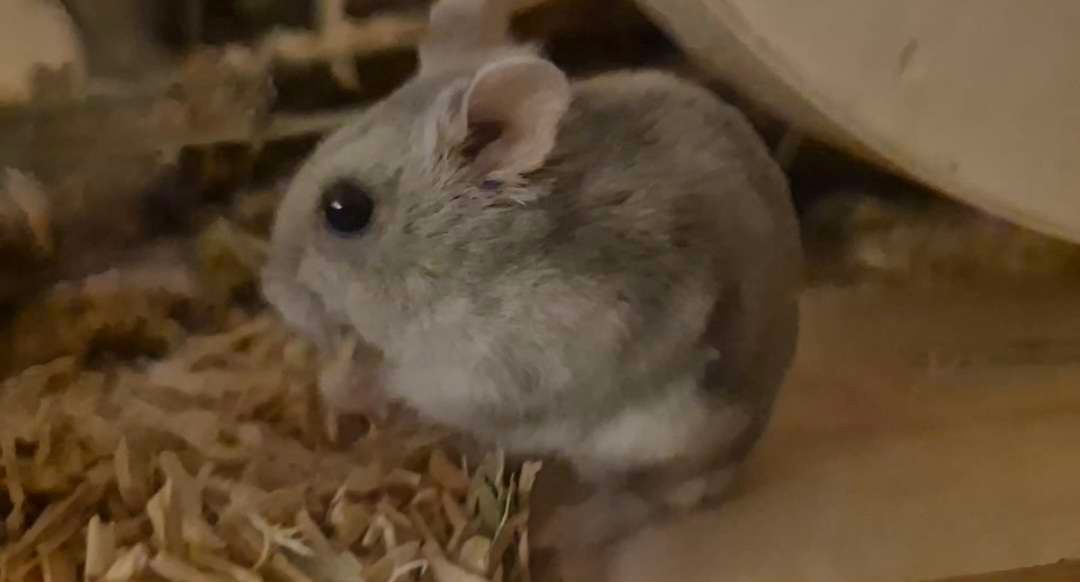 shes called yuumi