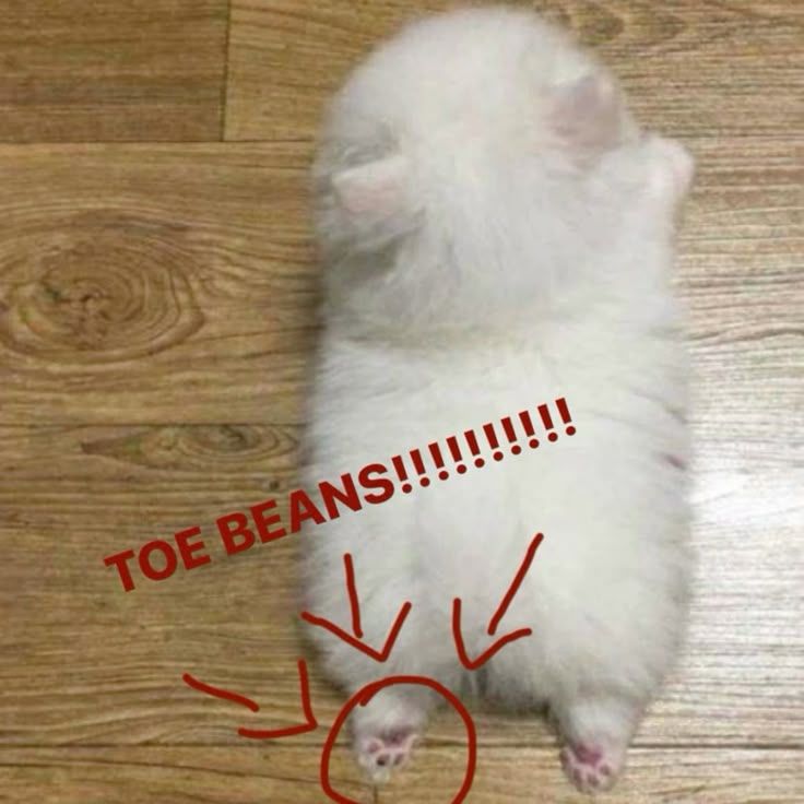 goodmeowning