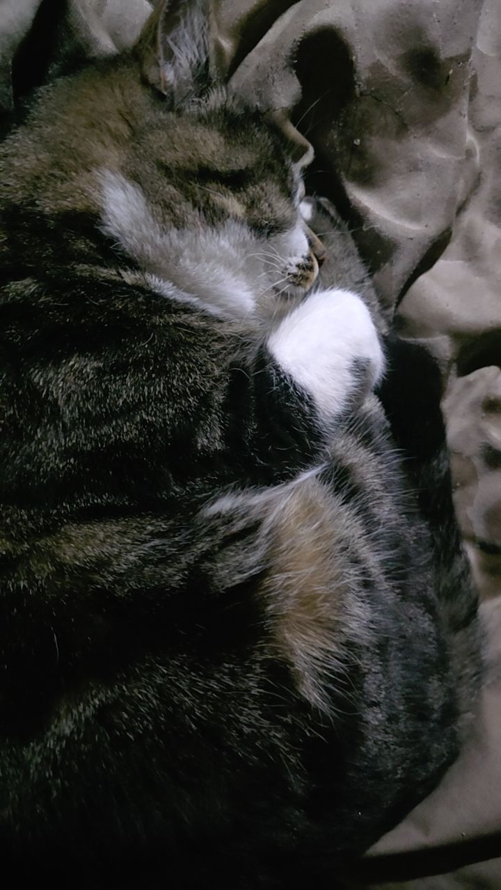 kitty