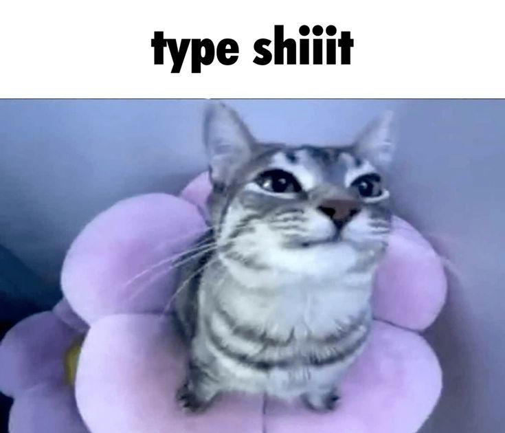 meow