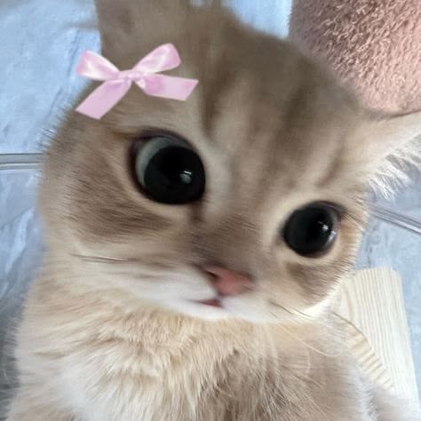 rawrrrrrr