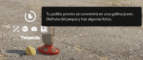 Mi pollito ya será grandesito le falta poco