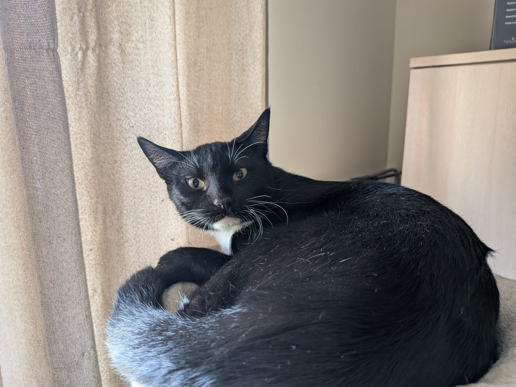 Rate my beautiful cats <3