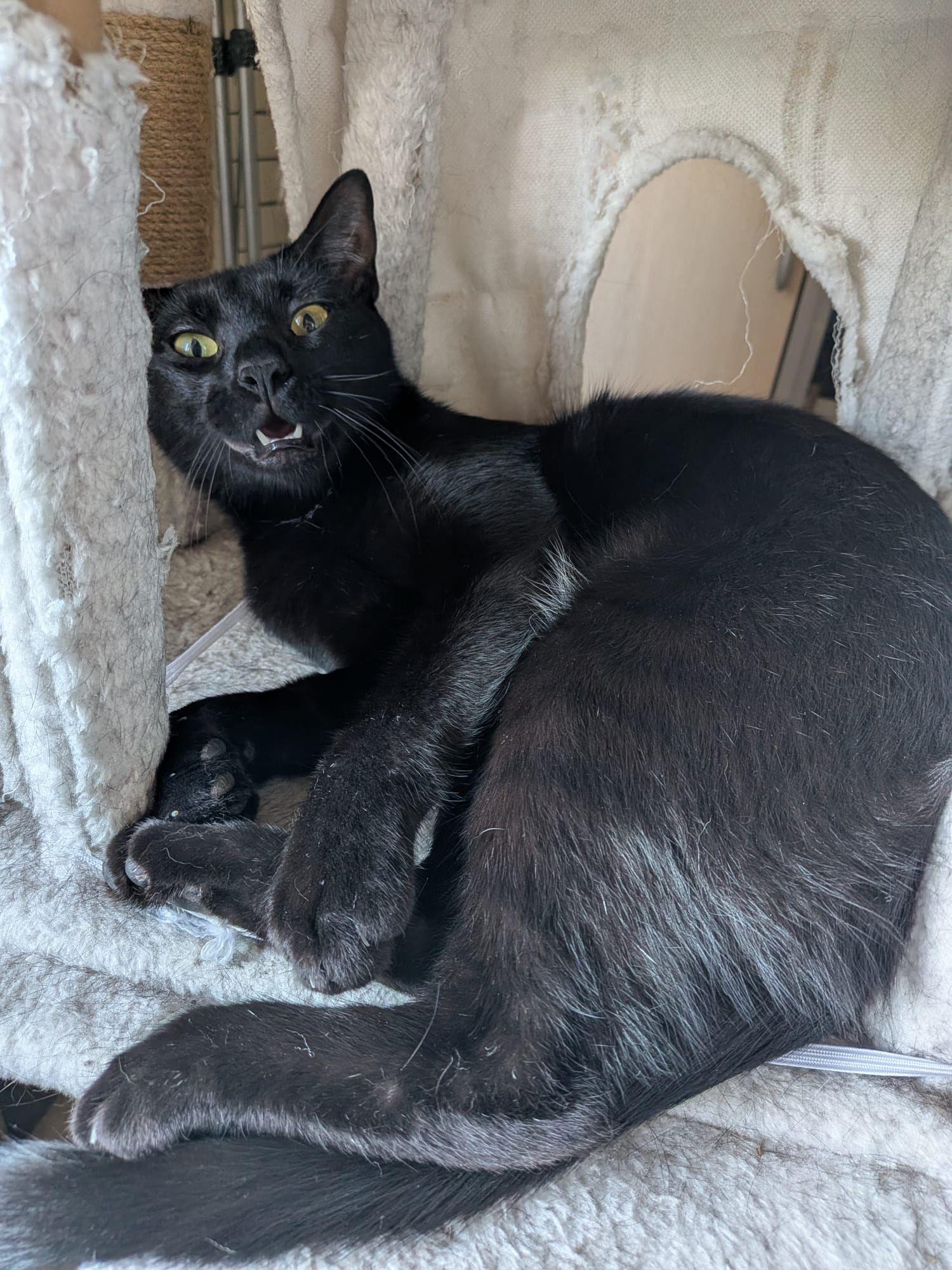 Rate my beautiful cats <3