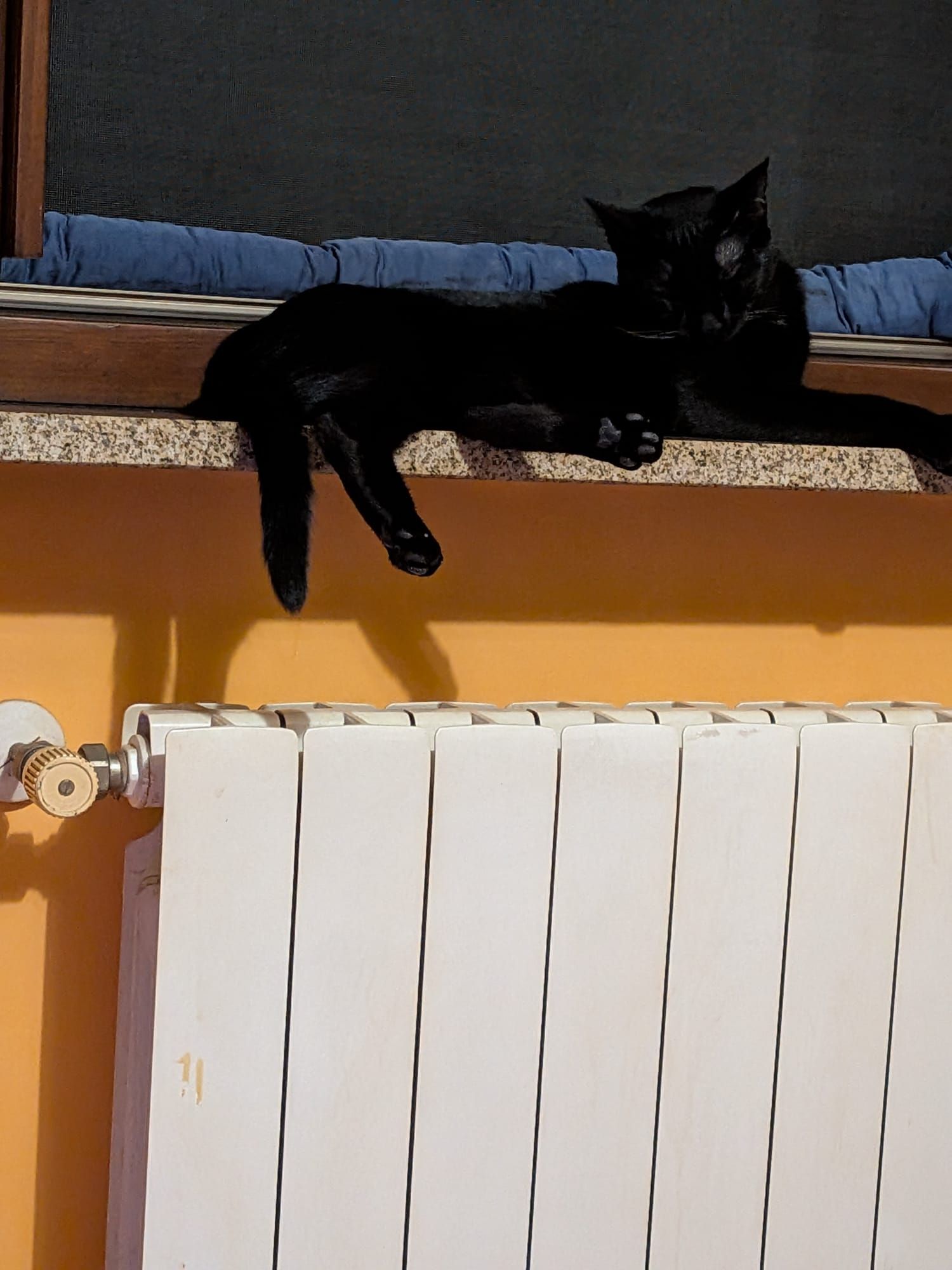 A Night collapsed on the windowsill :3