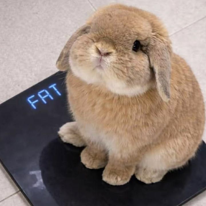 nom nom