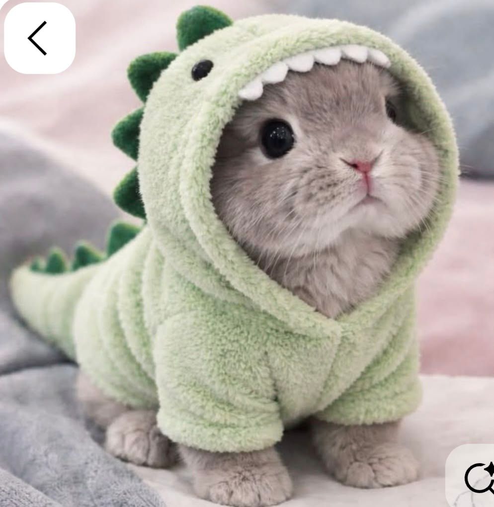rawr