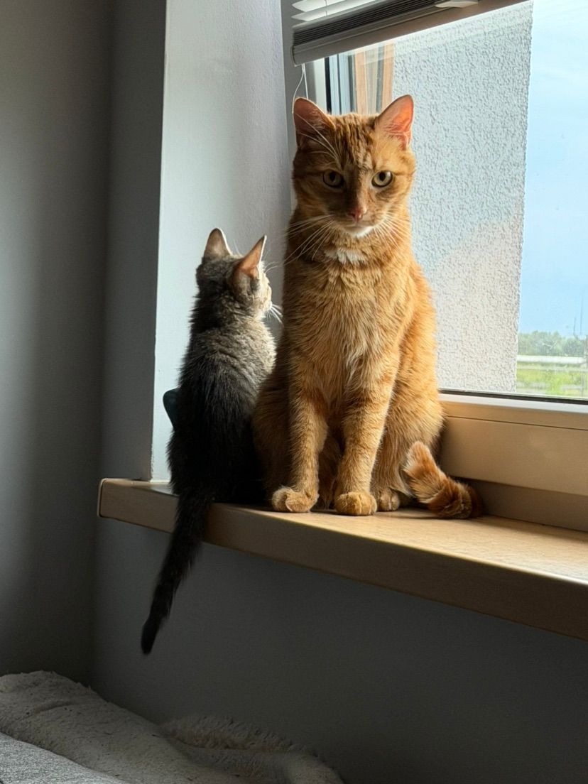 they’re so cute I can’t 🥲