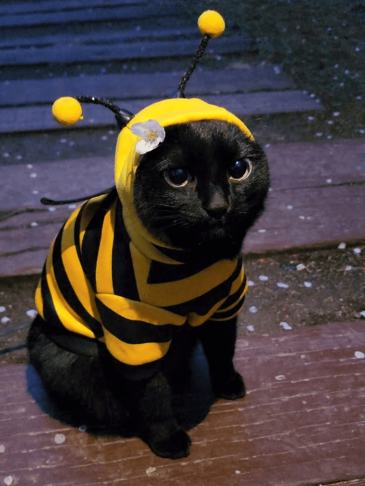 available 🐝
