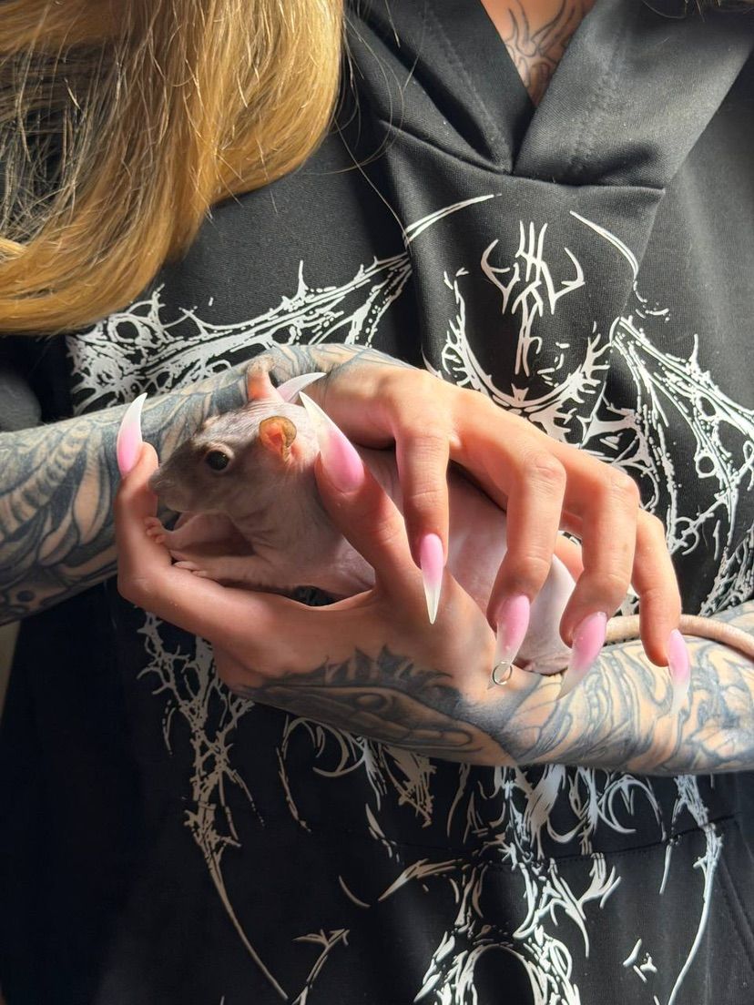🐁🐁🐁