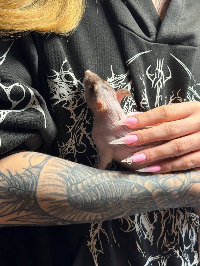 🐁🐁🐁