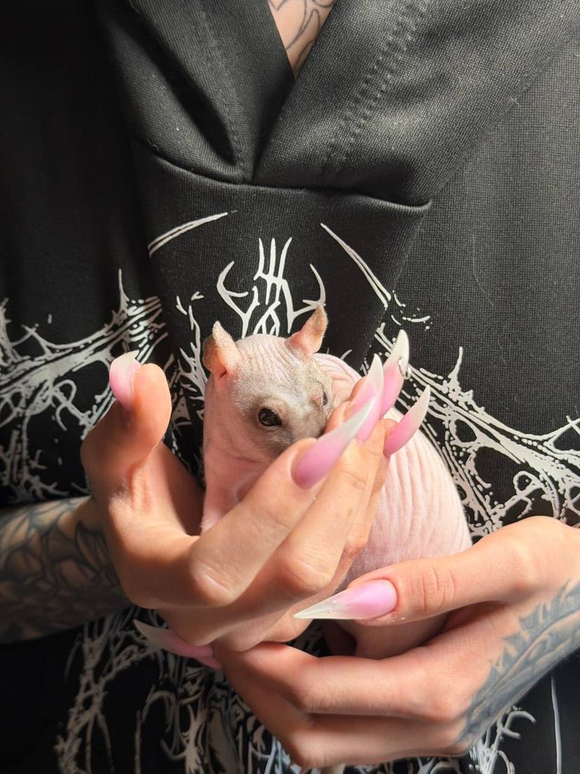 🐁🐁🐁