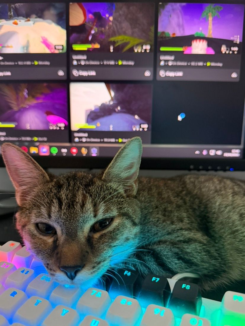 Come say hi to Tiny 😼
