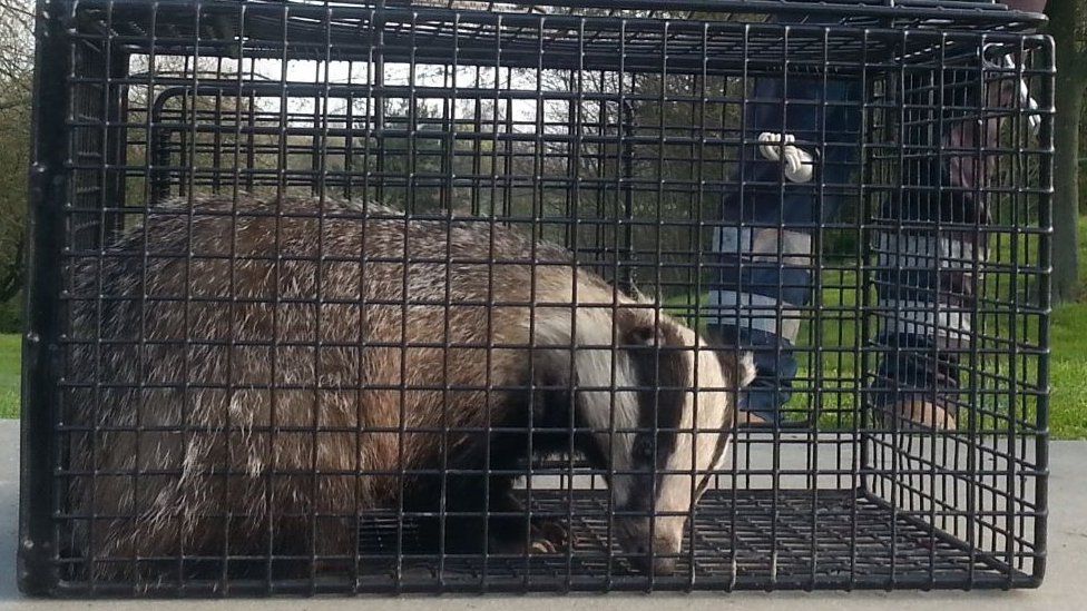 #FreeBadger