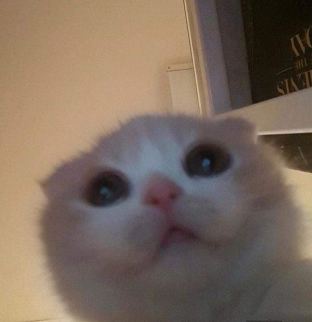 meow
