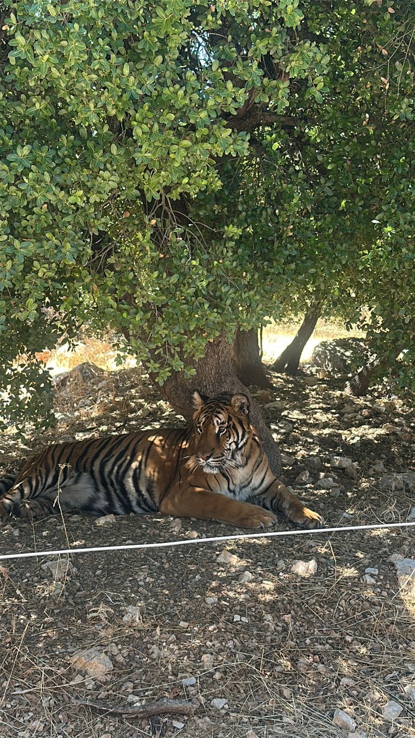 big cat