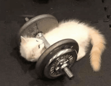 BACK FROM GYM READY TO PLAY