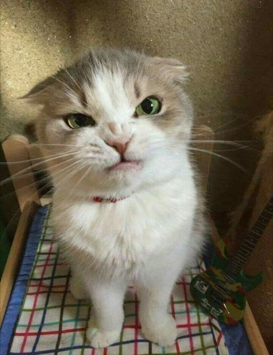 \(๑ -`. ‘- ๑)/