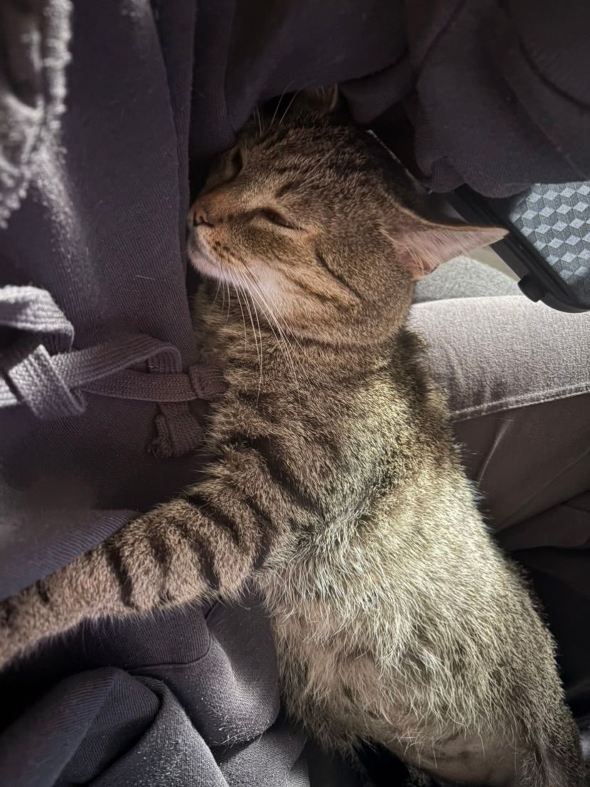 cat picc 🤍