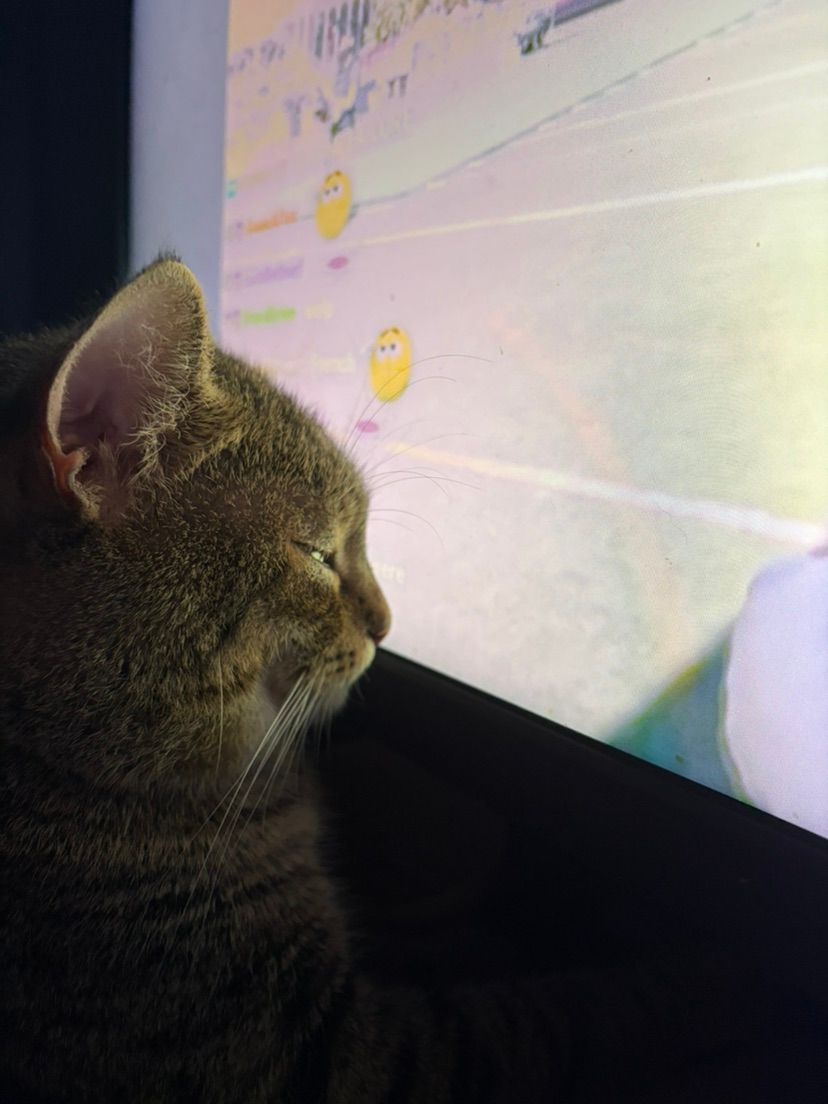 i think my cat is addicted to yt