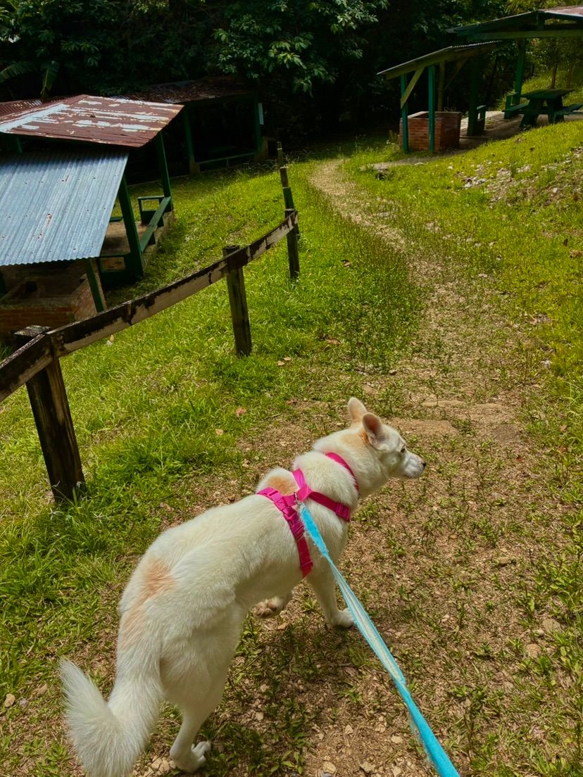 Snowy tuvo su primera aventura en el bosque 🤍🌳