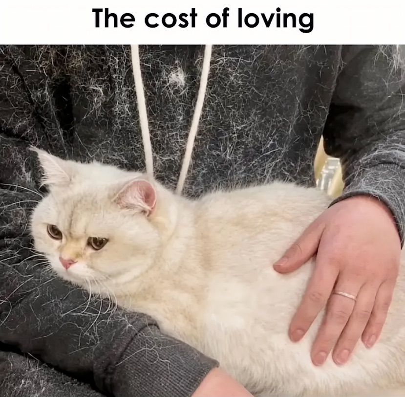 meow me