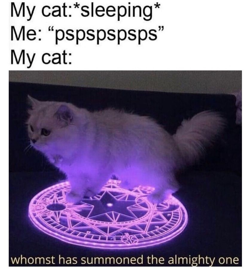 kitty