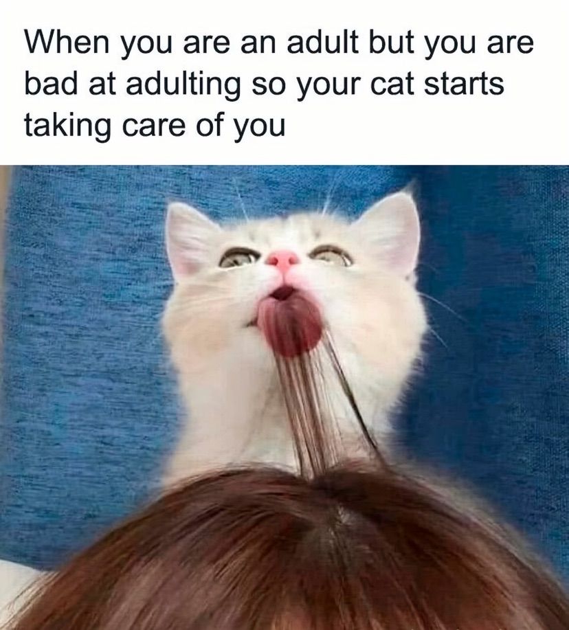 meow