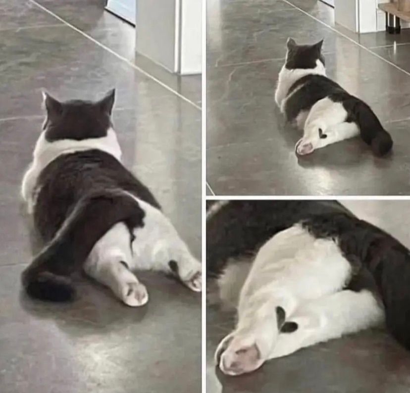 let me cure your loneliness meow |ूᐕ)