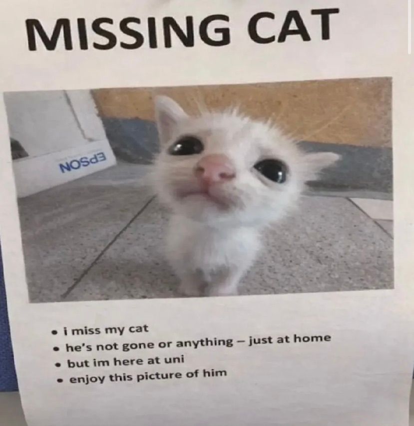 🐈