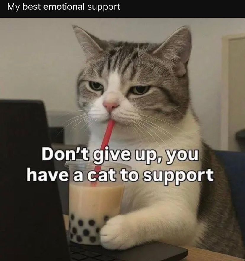 meow