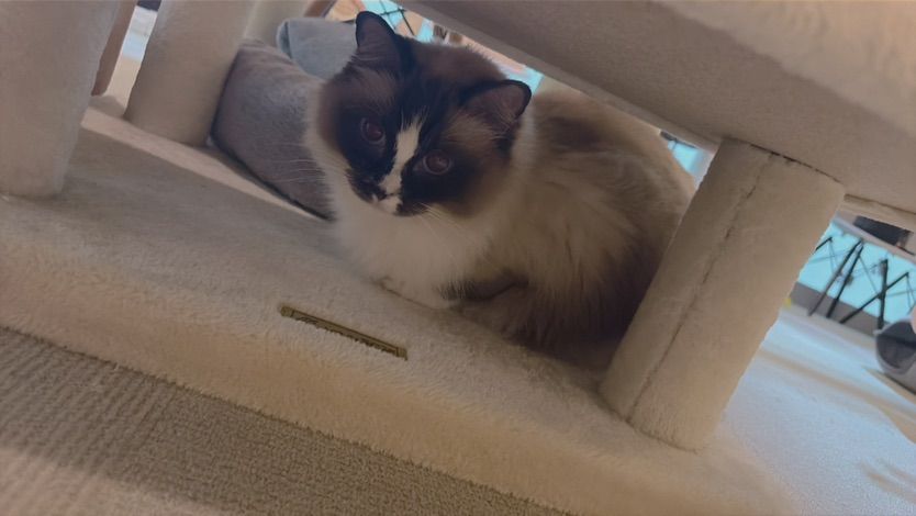Blessed with kitties and other fluffy cuties 🐈💝