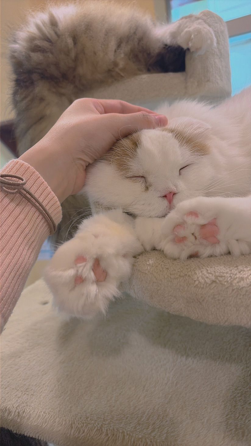 Blessed with kitties and other fluffy cuties 🐈💝