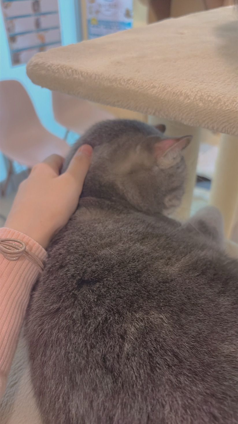 Blessed with kitties and other fluffy cuties 🐈💝