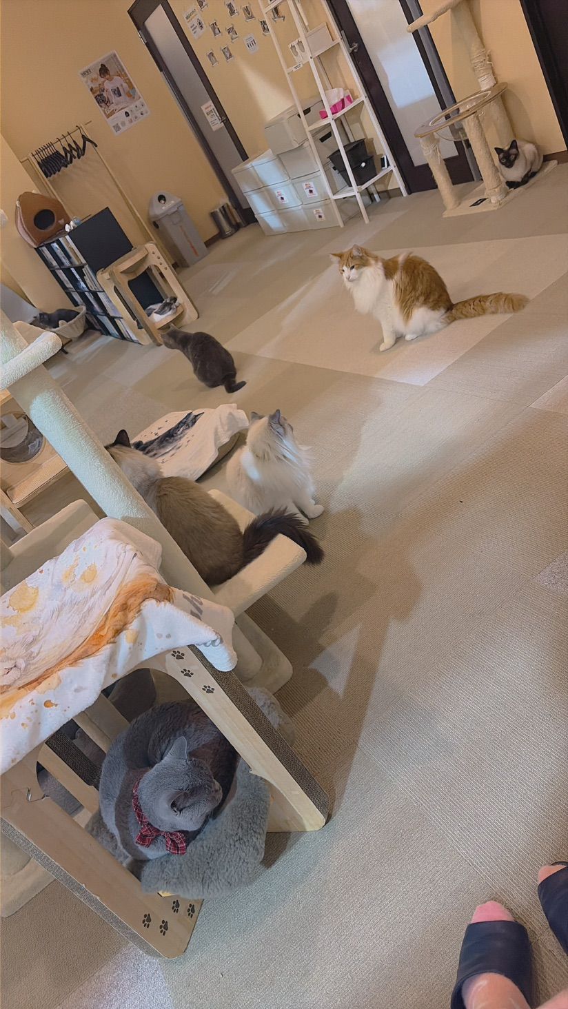 more pictures of mini vacation meow 🐈✨💝🥰
