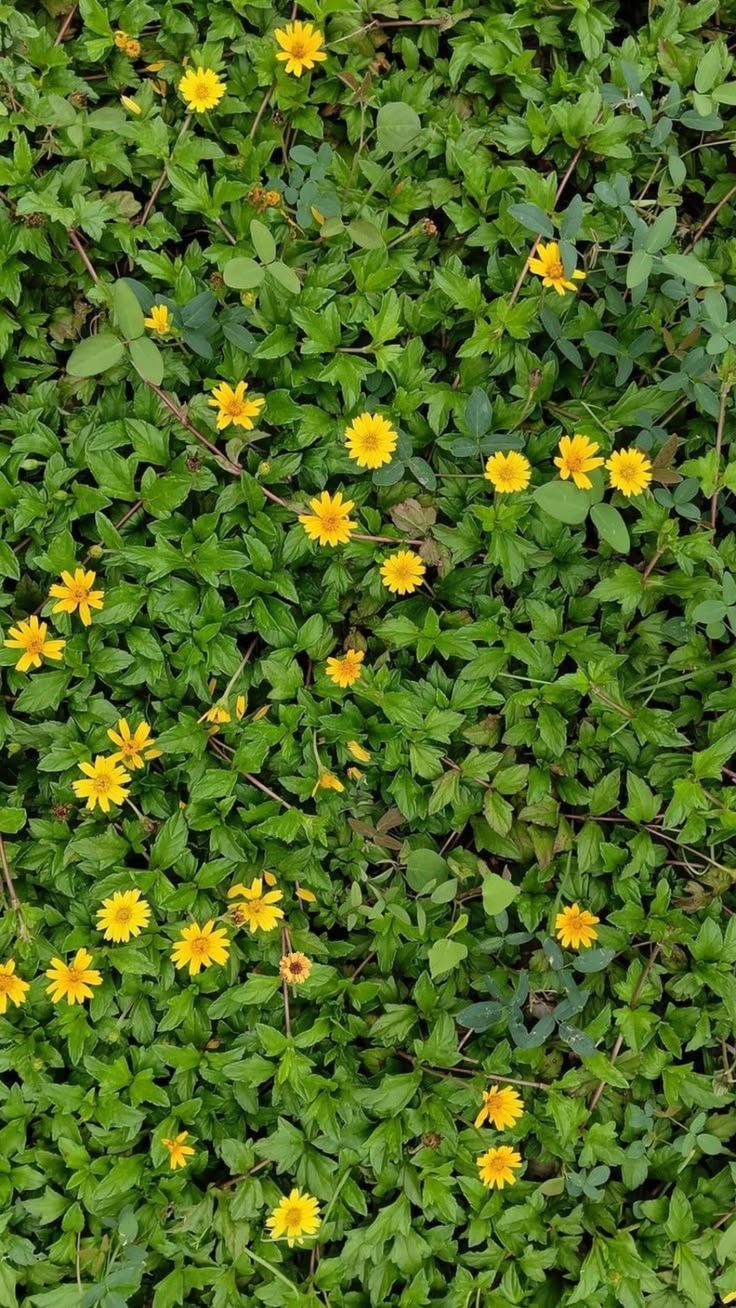 floresitas