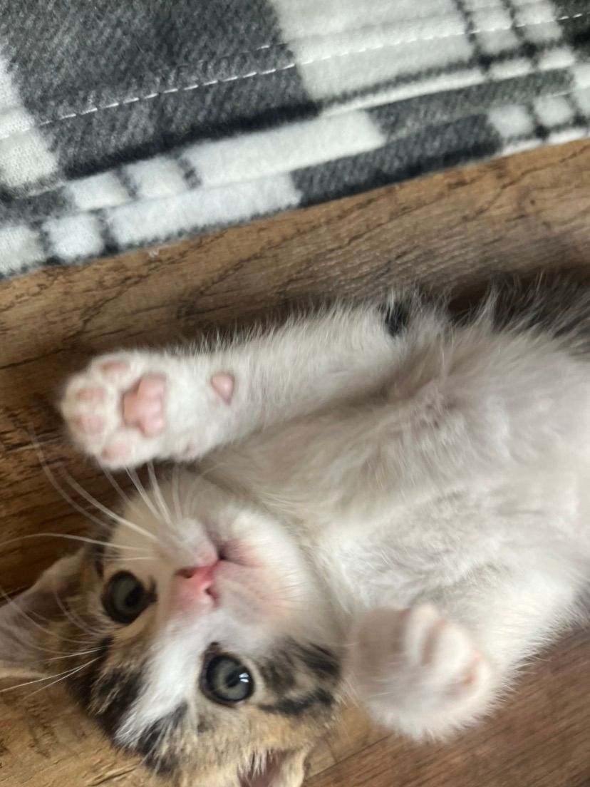 hai hai