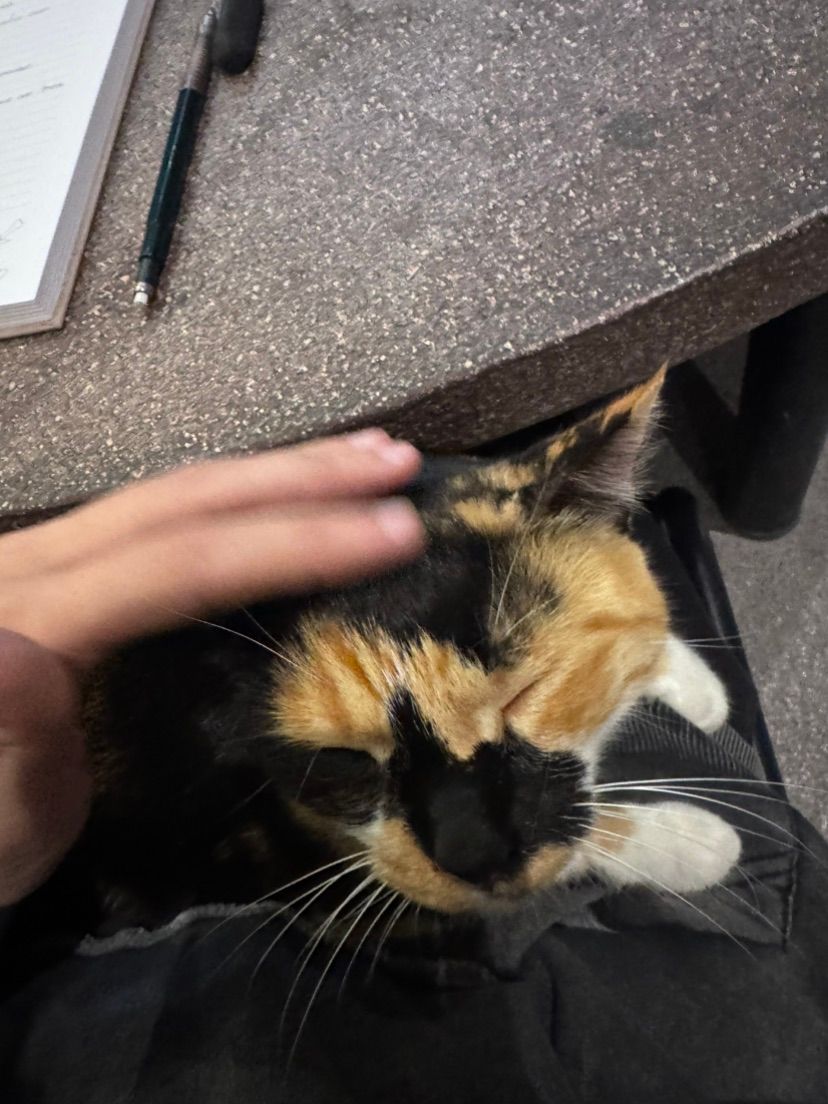 kitty