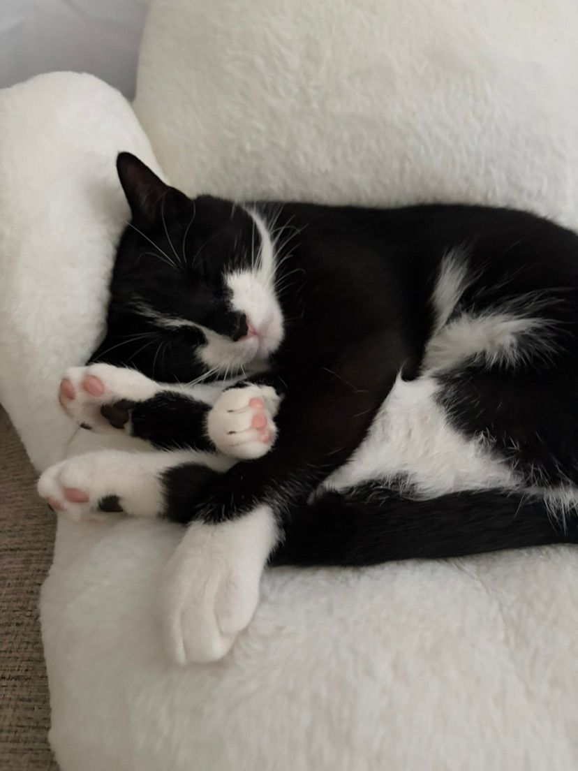 🐈‍⬛