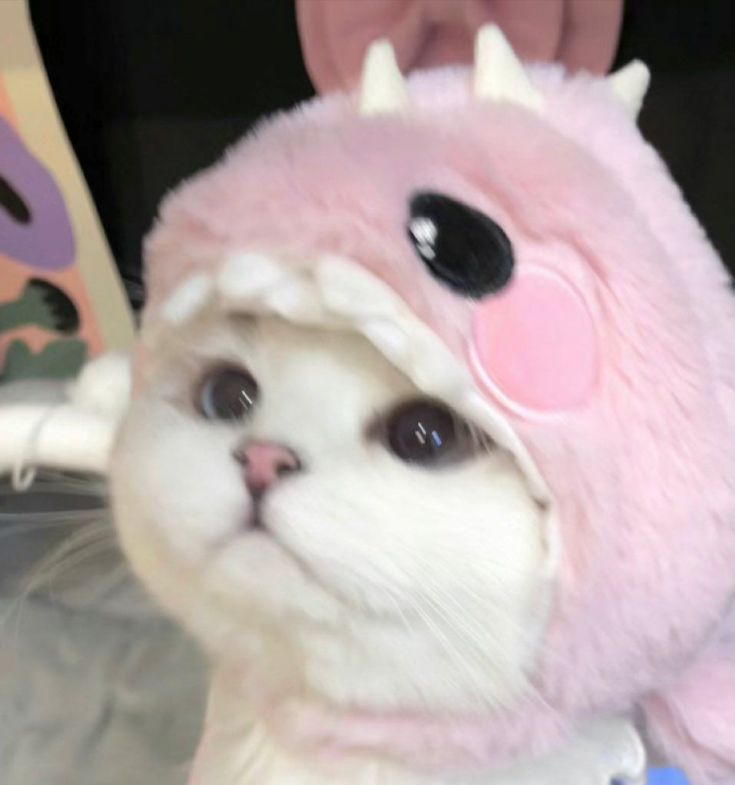 . ˖ ꒰𑁬 ♡ ໒꒱ ˖ .