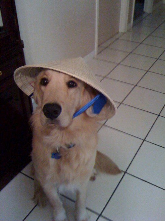 Hello i just wish everyone woofygreat day xD haha