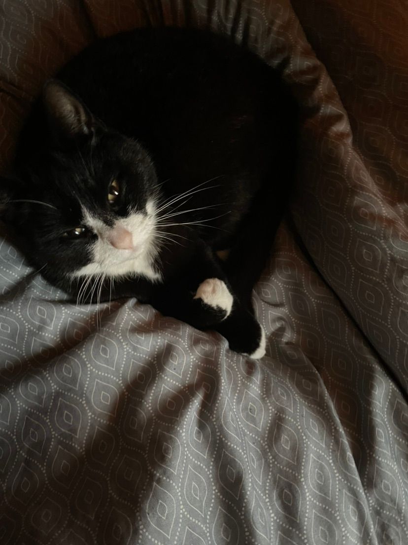 kitty :3