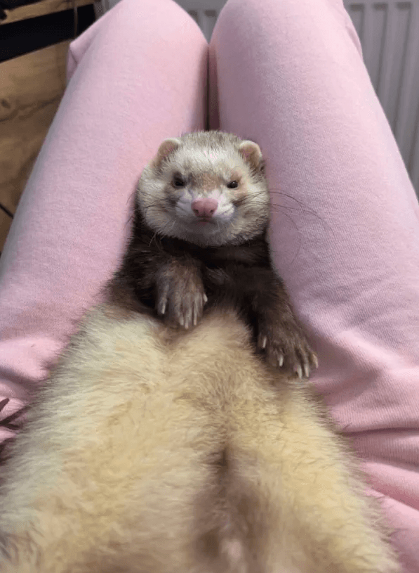 hii