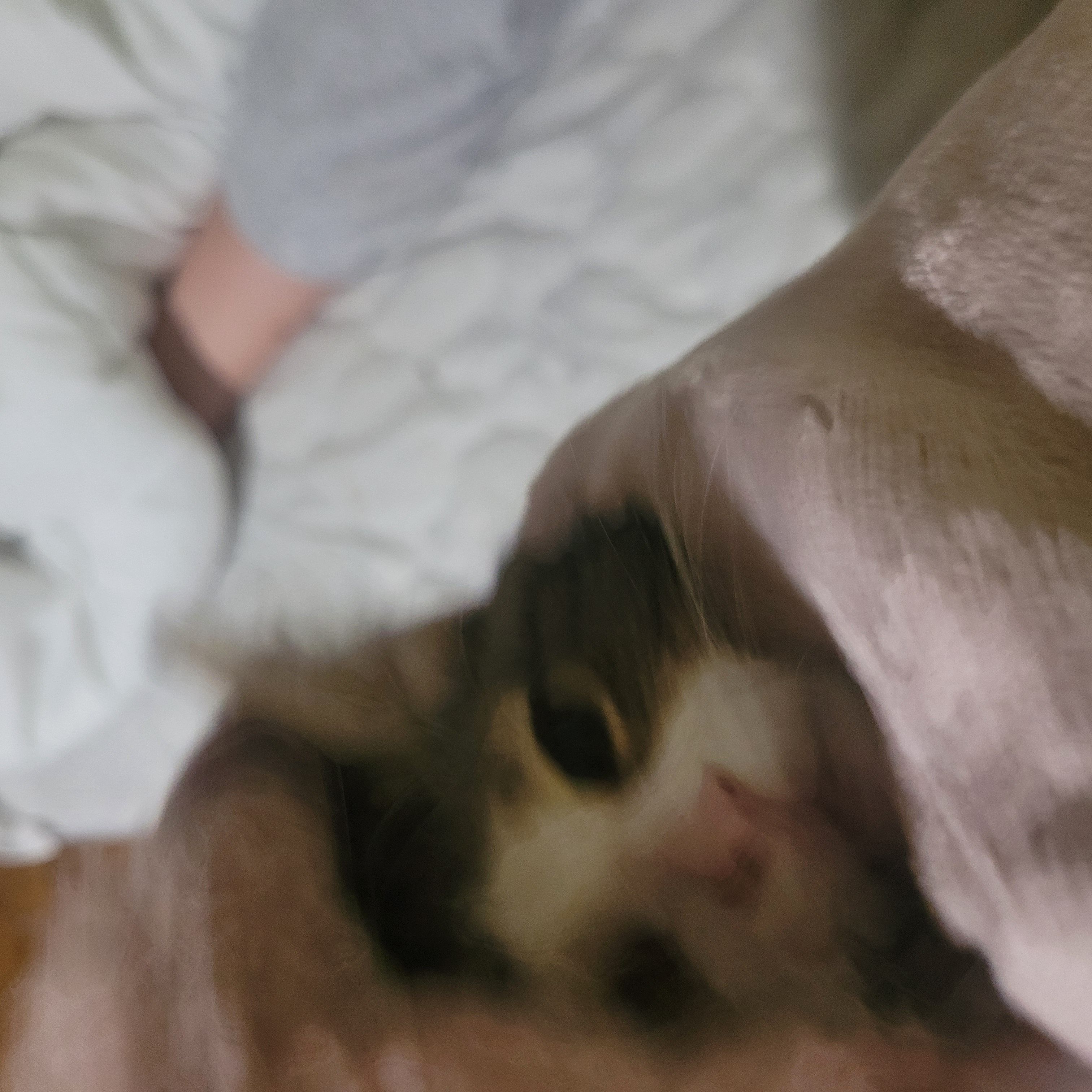 rawr