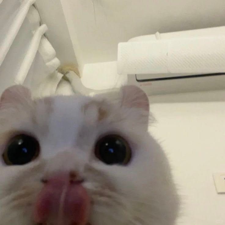 nom nom