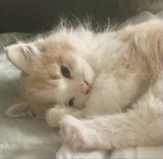 meow